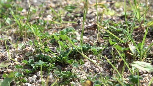 A Green Caterpillar Crawls Through Grass Closeup