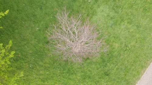 Revelação de um pinheiro seco em um gramado, foto aérea