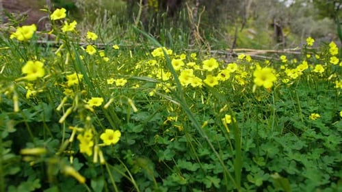 Yellow Field Flower Close Up