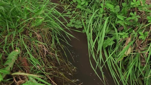 Klarer und transparenter Fluss, der sanft zwischen Steinen und Waldgrün fließt und in eine friedliche Umgebung eintaucht