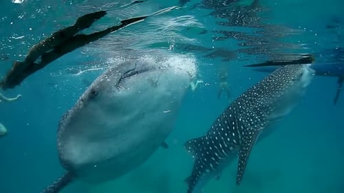 Whale Sharks Swimming Underwater with Snorkelers