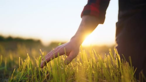 Closeup View of Male Hand Stroking Green Plants Growing in Agricultural Field Farmer or Agronomist