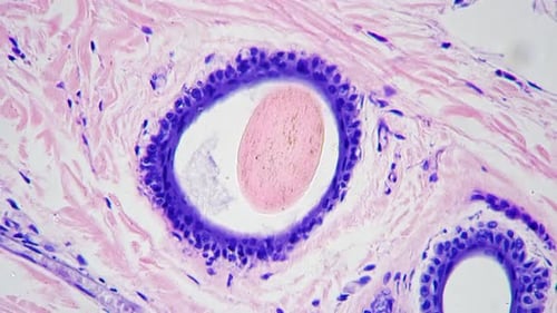 Pink Cells and Tissue Viewed Under a Microscope