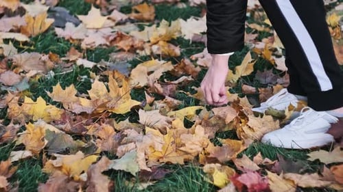 Young Woman Collecting Autumn Fallen Leaves on the Lawn in the Park