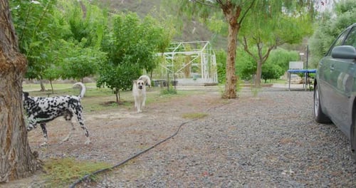 Belgian Shepherd Dog, and Dalmatian run towards the camera in slow motion on a farm.