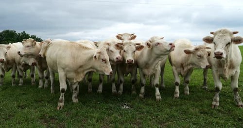 Bovins charolais. Le Charolais est la deuxième race bovine la plus nombreuse de France
.