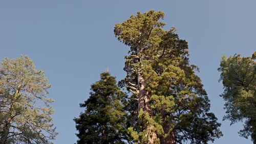 Giant Sequoia trees in Kings Canyon National Park