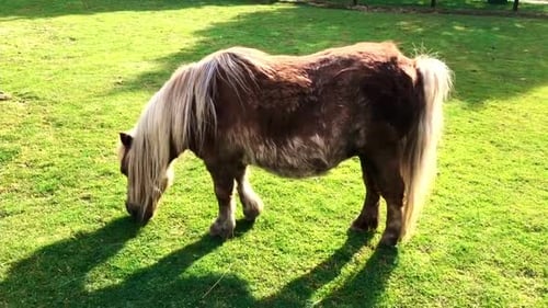A brown pony is eating grass in the meadow. A bay horse grazes on the lawn