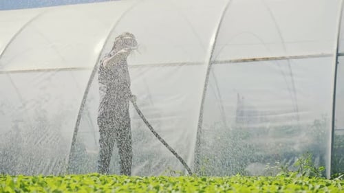 Pretty Farmer Irrigates Green Young Seedlings on the Field Near the Greenhouse