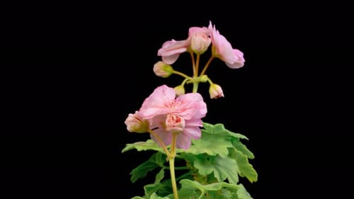 Time Lapse of Pink Geranium Flowers Blooming