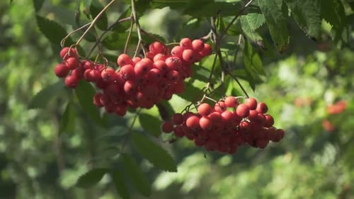 Reife Vogelbeeren auf einem Aschenzweig