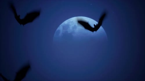 Flying Bats Silhouettes Animation Over Full Moon Night Sky