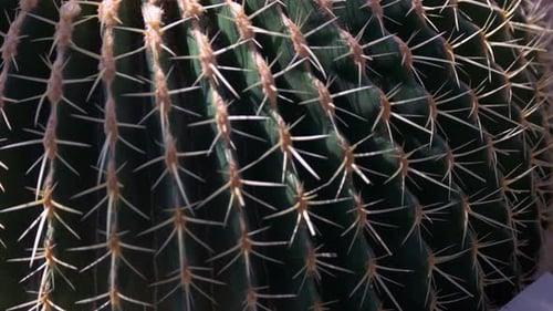 Detailed View of Big Round Cactus with Spikes Growing in the Botanical Garden