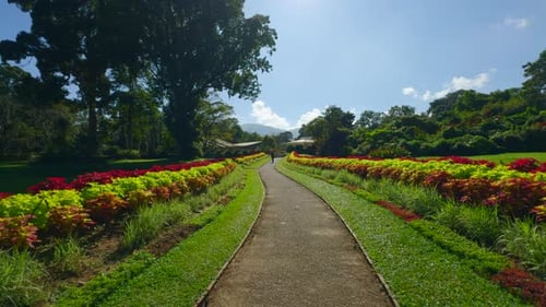 Beautiful path with neat colorful bushes. Action. Beautiful view of path with colorful bushes