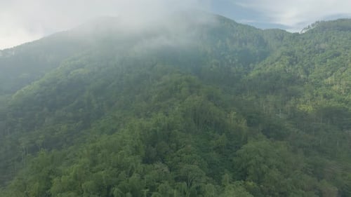 Aerial view of misty mountain forest. Fog over rainforest treetop. Drone fly over tropical mixed for