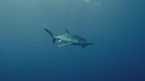 Majestic Blue Shark Swimming in the Ocean