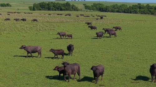 Aerial drone pan left view of herd of Buffalo, Buffaloes in a green field.