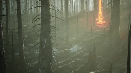 Forest Fire and Fallen Tree is Burned to the Ground with a Lot of Smoke