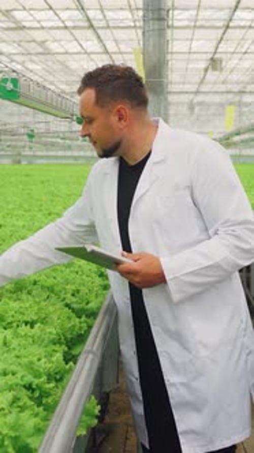 Agricultural Male Technician in White Lab Coat is Inspecting Vibrant Green Lettuce Plants in a Large
