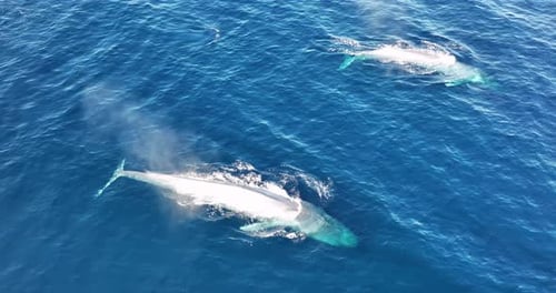 Aerial view of blue whales swimming in the ocean, Baja California Sur, Mexico.