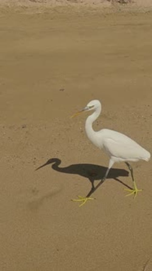 White Heron walking on sandy beach in coastal area on bright sunny day