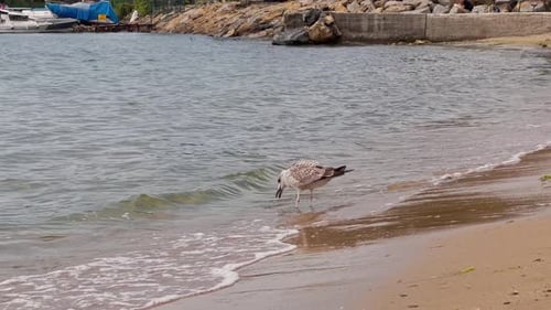 beach, waves in the sea; birds, seagulls flying