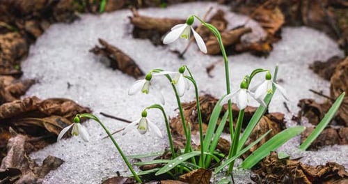 Snowdrops Flowers Blooming and Snow Melting Fast in Spring Forest Nature Growing Time Lapse
