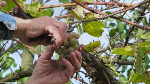 Harvesting wine grapes in vineyard for wine production
