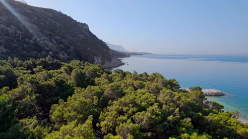 Drone Aerial Flight Across the Forest at the Sea Coast