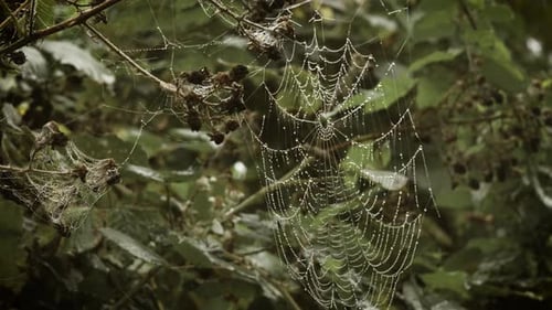 Glistening Spider Web Hanging on Dark Forest Branches in Haunted Morning Mist Magical Fog Creating
