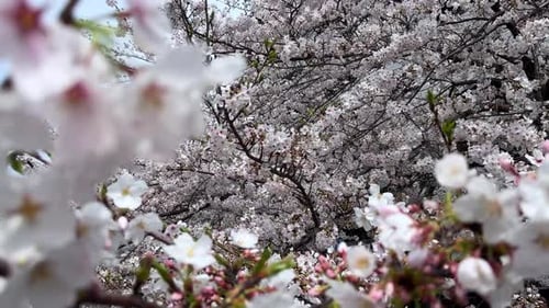 Blooming Cherry Blossom Tree in Spring