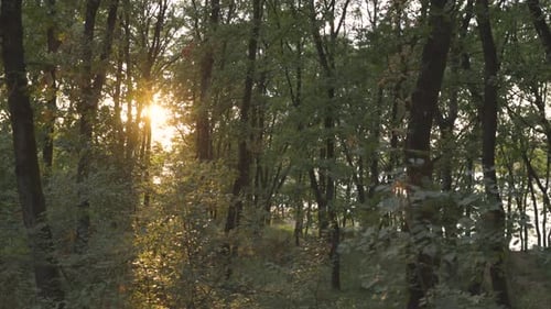 Forest Nature Park at Sunrise, Tracking Sideways View of Green Woodland Vegetation Plants and Leaves