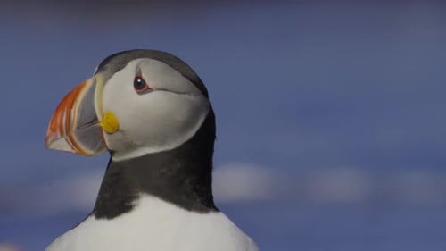 Close-up of a puffin displaying its colorful beak against a vibrant blue background near the coast d