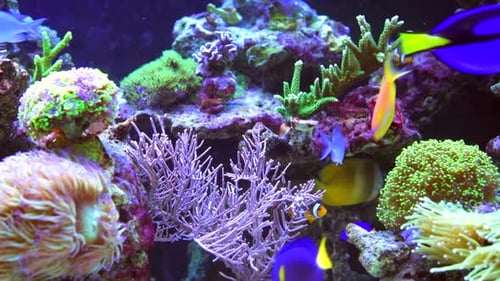 Nagez avec les poissons : les sensations de la plongée en apnée dans des eaux exotiques