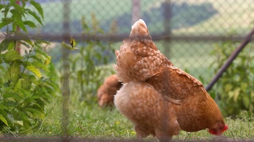 Close up of brown chicken behind fence in rural free range organic farm