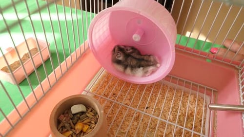 Hamster Resting Comfortably in Pink Running Wheel