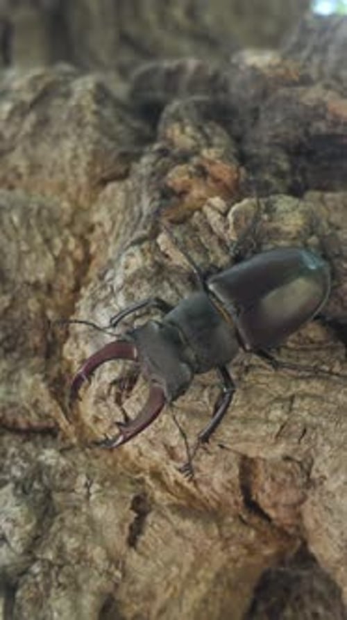 Close-up of Greater Stag Beetle (Lucanus cervus) moving down rough tree trunk