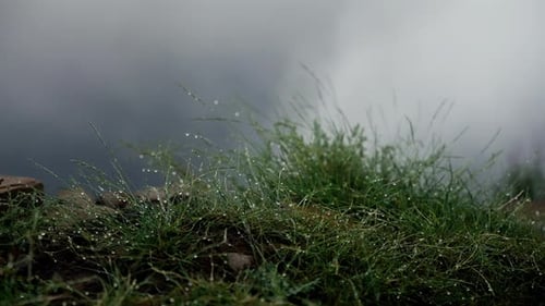 Closeup of Dew on Grass with a Misty Horizon Early Morning Freshness Dew Drops on Grass Blades with