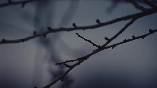 close up leafless tree brunch at fog in winter