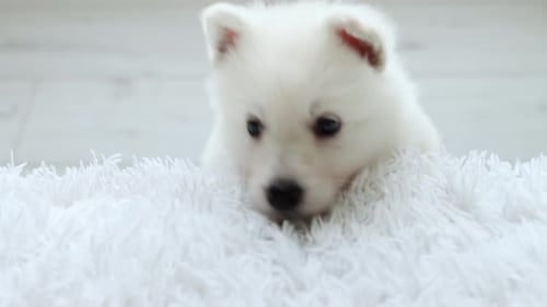 Fluffy White Puppy Climbs Out of White Rug