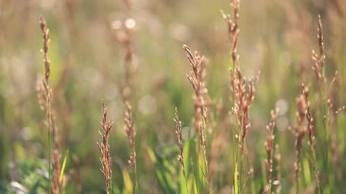 Field of Uncultivated Grass in Summer Closeup View Backlit