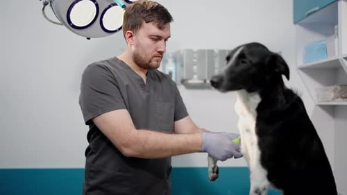 Veterinarian Treating Dog's Leg Injury at Clinic