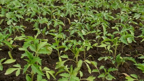 Seedlings of Tomatoes Grow in the Garden