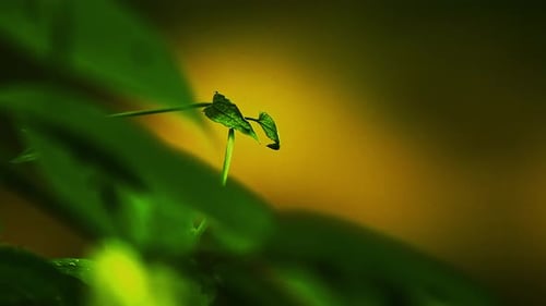 Evergreen tropical vegetation in close up with text space on right side