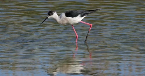 Schwarzflügelstelze (Himantopus himantopus), Camargue, Frankreich