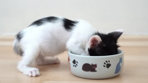 Adorable Kitten Eating Food from a Bowl
