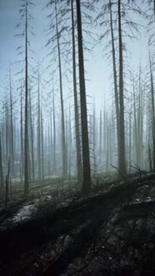 Tall Trees in a Burnt Forest