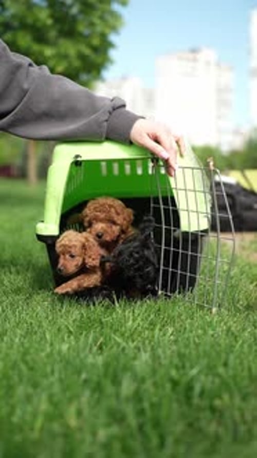 Puppies in Pet Carrier in the Park