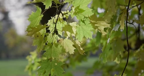 Vergilbte Herbstblätter auf einem Ast in einem Park oder Wald an einem Herbsttag