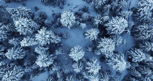 Cinematic Aerial View of Snow Covered Winter Forest Trees Landscape